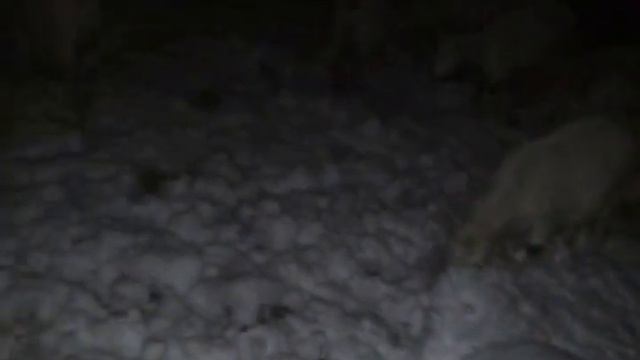 Мои зааненские козы (Беларусь, Борисов) смотреть онлайн