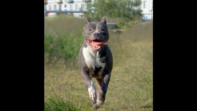 щенки помет В-Амстафф терьер.д.р 23.марта 2017 смотреть онлайн