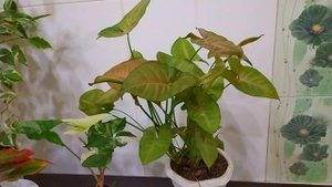 КОМНАТНЫЕ РАСТЕНИЯ С КРАСИВЫМИ ЛИСТЬЯМИ, КОТОРЫЕ НЕПРИХОТЛИВЫ В УХОДЕ