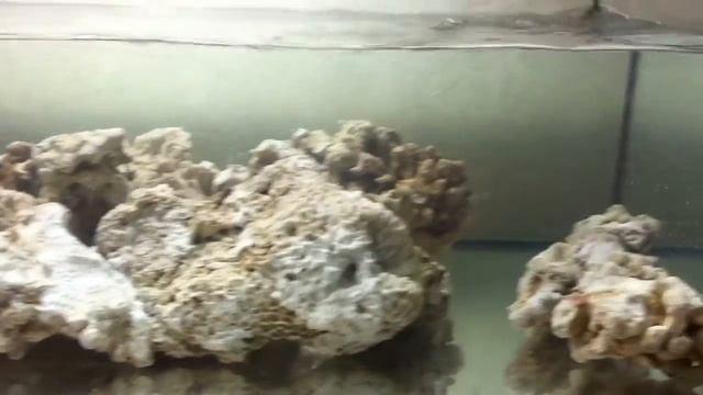 Оживление сухого рифового камня СРК смотреть онлайн