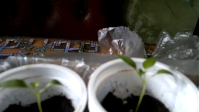 Как выглядит сладкий перец после вчерашней пикировки. Все ли удачно прошло? смотреть онлайн