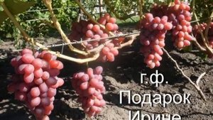 ВИНОГРАД - ПОДАРОК ИРИНЕ