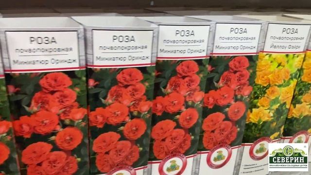 Розы, древовидные пионы и многолетние растения. Обзор от 17.03.2021 года смотреть онлайн