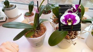 ОРХИДЕИ подростки ОБЗОР ОЧЕНЬ КРАСИВЫХ СОРТОВ с фотографиями ?