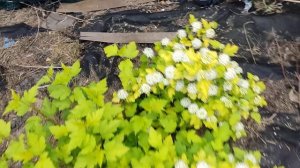Physocarpus opulifolius Nugget. Пузыреплодник Нагет