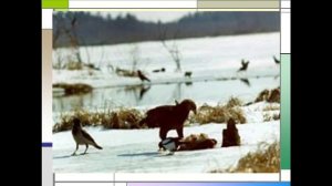 Дарвинский заповедник