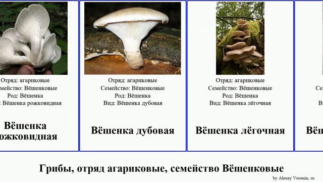 Грибы, отряд агариковые, семейство Вёшенковые вёшенка fungus рожковидная Agaricales Loom лёгочная