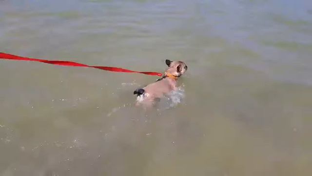 Как французский бульдог плавает смотреть онлайн