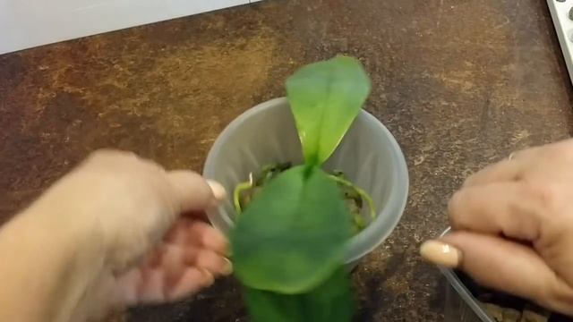 26.08.20.пересадка ОРХИДЕИ..в керамзит. смотреть онлайн