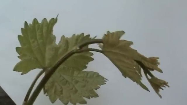 #Виноград. Признак активного роста смотреть онлайн