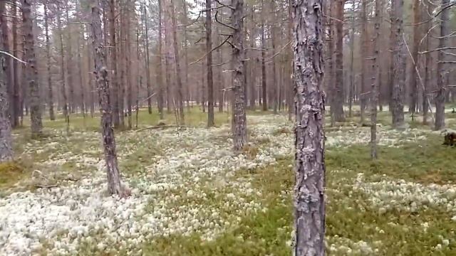 Шинная пилорама, 5 лет опыта | Дом своими руками | Дешевые стройматериалы | Homemade sawmill