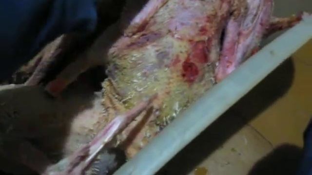 "Разделка" погрызенных, гусиных туш. смотреть онлайн