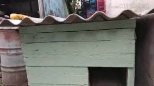 Будка для собаки своими руками из подручных материалов ч. 3 финал