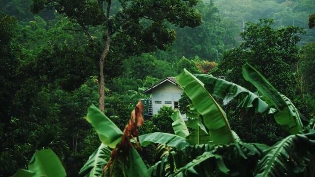 Звук дождя для сна с легким громом смотреть онлайн