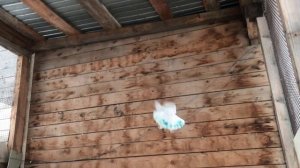 Столбовая, винтовая игра голубей с гребом в голубятне