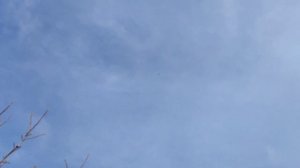 Турманы #вертуны #голуби