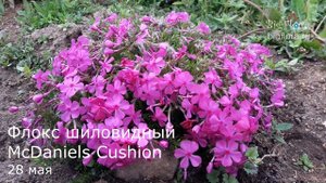 Флоксы шиловидные почвопокровные. Коллекция Biserok.ru / Phloxes are subulate-like ground cover.