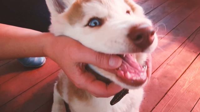 Щенок хаски - голубые глазки / Puppy huskies - blue eyes