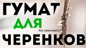 Гумат калия один из лучших корне-образователей! Как правильно замачивать черенки в гумате калия?
