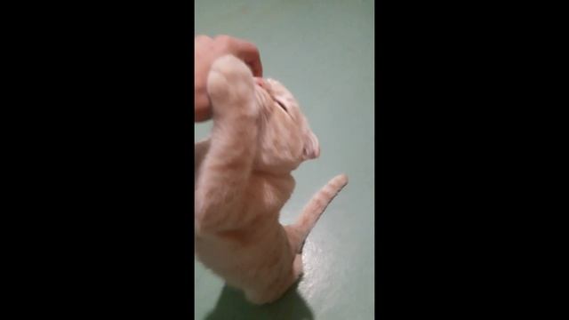 #Животныекоты