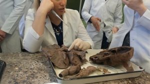 Анатомия | Дыхательная система