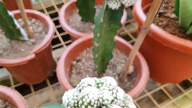 Grafted Mammillaria Gracilis cv Oruga Cactus смотреть онлайн
