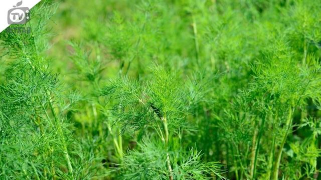 Топ сортов лучшего укропа ✔️ смотреть онлайн