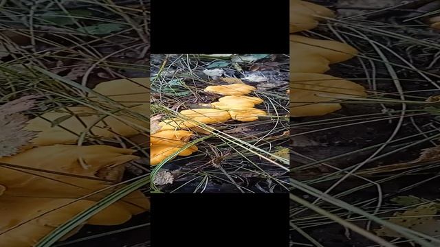 Лисички. Очень вкусные грибы. Как жареные, так и маринованные.
