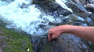 ТЕОДОКСУСЫ В ДИКОЙ ПРИРОДЕ!!!