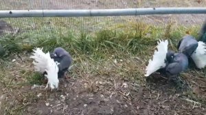 голуби павлины Дубровского Сергея. 89873048800