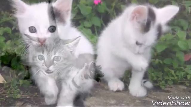 Коты простые смотреть онлайн