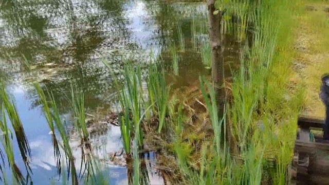 Как очистить водоем. Добавляем хлореллу и биопрепараты. Часть 2 смотреть онлайн