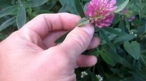 КРАСНЫЙ КЛЕВЕР. ПОЛЕЗНЫЕ СВОЙСТВА