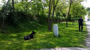 Doberman Boby  training without  leash