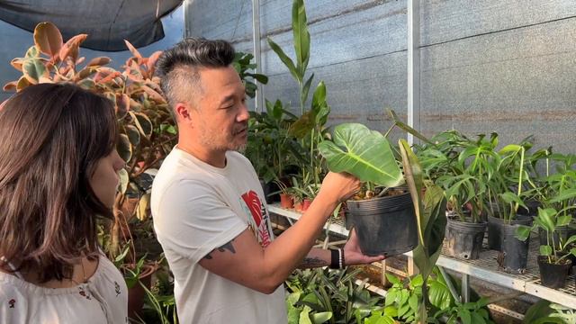 As Plantas Lindas da Entre Raízes que Encantam o Flay смотреть онлайн