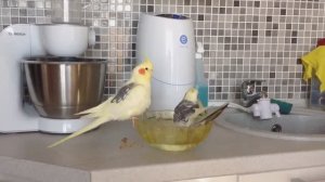 Попугаи кореллы и волнистик попугай живут вместе. Выпустила всех попугаев на кухне погулять.