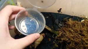 Лимиколярии отложили яйца?)))