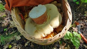 ГРИБНИК ДОРВАЛСЯ ДО ГРИБОВ! Белые парами, лисички ковром! Начало слоя белых в Подмосковье Грибы 2024