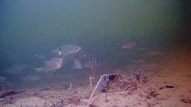 РЫБАЛКА, ЗАГЛЯДЫВАЯ В РОТ РЫБЕ ! ( Сузун ) 25 декабря 2023г. смотреть онлайн