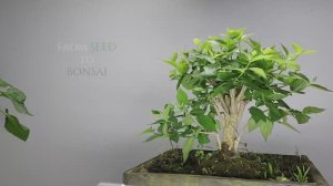 Бонсай из Жасмина