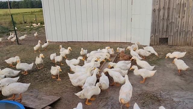 100 УТЯТ МЕСЯЦ СПУСТЯ / СКОЛЬКО ЕДЯТ УТЯТА В ДЕНЬ смотреть онлайн