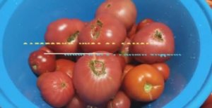 14 СОТОК НА КУБАНИ? ЗАГОТОВКИ НА ЗИМУ ? АААА ...Я ЕГО РУКАМИ ЗАДЕЛА?