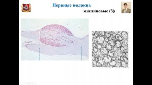 Лекция № 10. Периферическая нервная система. Лекция по гистологии.
