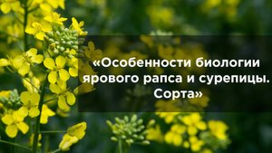 Особенности биологии ярового рапса и сурепицы. Сорта.mp4