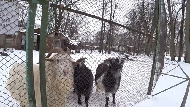 #96 Гурьевский зоопарк Как пользоваться водоматом КАЛИНИНГРАД