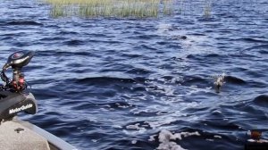 Рыбалка, река Ловать, Команда Brown perch