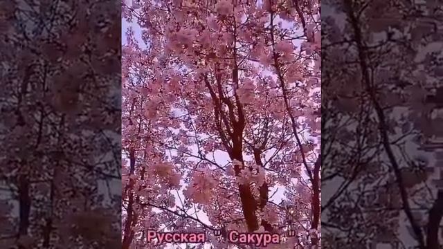 Русская " Сакура " Подмосковье!