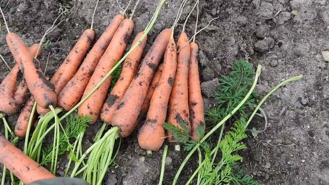 Пора убирать морковь. Какие сорта выращивала.