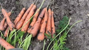 Пора убирать морковь. Какие сорта выращивала.