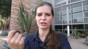 Как устроен кампус: 5 «фишек» американского университета